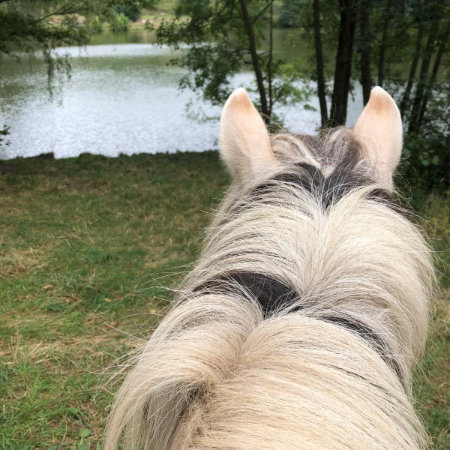 Ein Fjordpferd schaut auf einen See, Blick durch die Ohren.