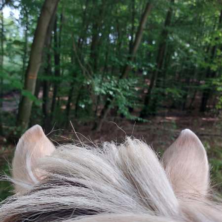 Ein Blick durch die Ohren eines Pferdes in den Wald.